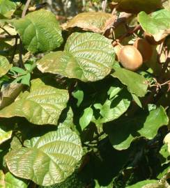 Fotografia da espécie Actinidia deliciosa