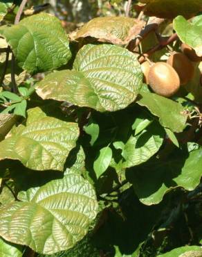 Fotografia 6 da espécie Actinidia deliciosa no Jardim Botânico UTAD