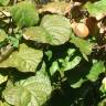 Fotografia 6 da espécie Actinidia deliciosa do Jardim Botânico UTAD