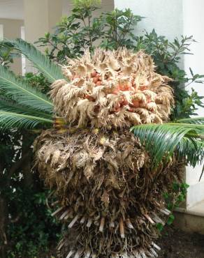 Fotografia 7 da espécie Cycas revoluta no Jardim Botânico UTAD