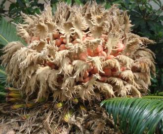 Fotografia da espécie Cycas revoluta