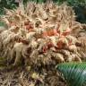 Fotografia 8 da espécie Cycas revoluta do Jardim Botânico UTAD