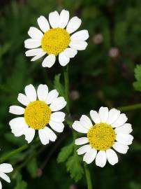 Fotografia da espécie Tanacetum parthenium