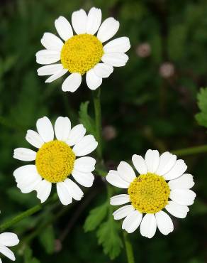 Fotografia 1 da espécie Tanacetum parthenium no Jardim Botânico UTAD