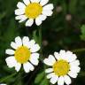 Fotografia 1 da espécie Tanacetum parthenium do Jardim Botânico UTAD