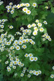 Fotografia da espécie Tanacetum parthenium