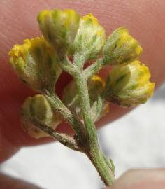 Fotografia da espécie Tanacetum annuum