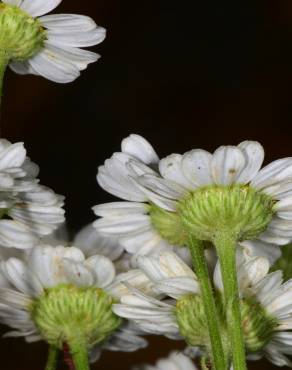 Fotografia 3 da espécie Tanacetum parthenium no Jardim Botânico UTAD