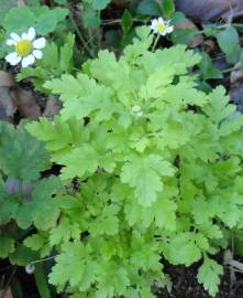 Fotografia da espécie Tanacetum parthenium