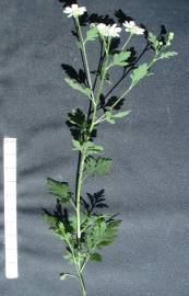 Fotografia da espécie Tanacetum parthenium