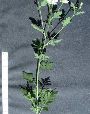 Fotografia 6 da espécie Tanacetum parthenium no Jardim Botânico UTAD