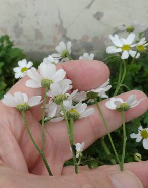 Fotografia 7 da espécie Tanacetum parthenium no Jardim Botânico UTAD