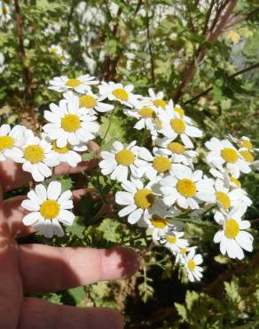 Fotografia 8 da espécie Tanacetum parthenium no Jardim Botânico UTAD