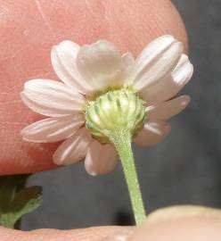 Fotografia da espécie Tanacetum parthenium