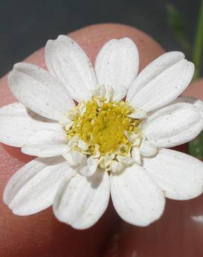 Fotografia 10 da espécie Tanacetum parthenium no Jardim Botânico UTAD