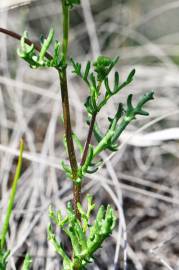 Fotografia da espécie Senecio gallicus