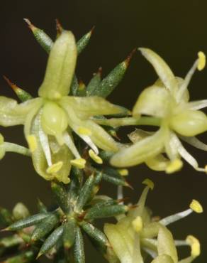 Fotografia 3 da espécie Asparagus aphyllus no Jardim Botânico UTAD