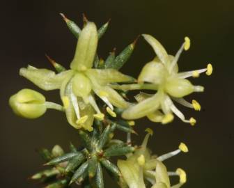 Fotografia da espécie Asparagus aphyllus
