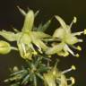 Fotografia 3 da espécie Asparagus aphyllus do Jardim Botânico UTAD