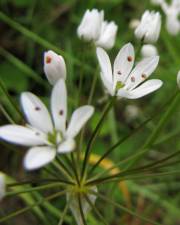 Fotografia da espécie Allium neapolitanum