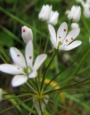 Fotografia 1 da espécie Allium neapolitanum no Jardim Botânico UTAD