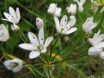 Fotografia da espécie Allium neapolitanum