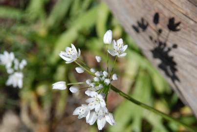 Fotografia da espécie Allium neapolitanum