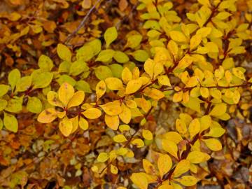 Fotografia da espécie Berberis thunbergii var. atropurpurea