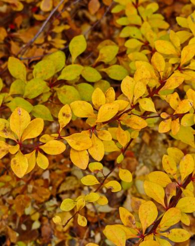 Fotografia de capa Berberis thunbergii var. atropurpurea - do Jardim Botânico