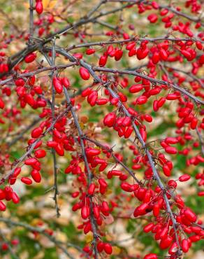 Fotografia 3 da espécie Berberis thunbergii var. atropurpurea no Jardim Botânico UTAD