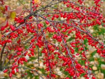 Fotografia da espécie Berberis thunbergii var. atropurpurea