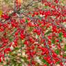 Fotografia 3 da espécie Berberis thunbergii var. atropurpurea do Jardim Botânico UTAD