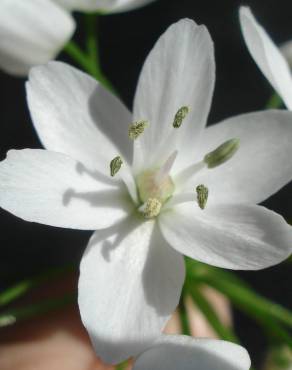 Fotografia 5 da espécie Allium neapolitanum no Jardim Botânico UTAD