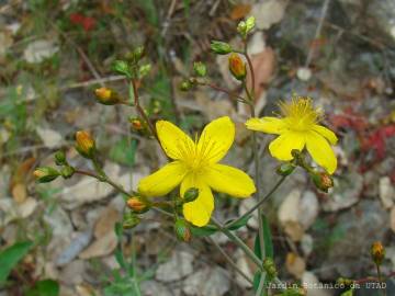 Fotografia da espécie Hypericum linariifolium