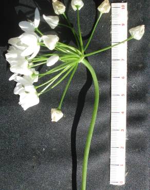 Fotografia 7 da espécie Allium neapolitanum no Jardim Botânico UTAD