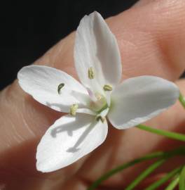 Fotografia da espécie Allium neapolitanum