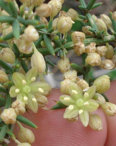 Fotografia de capa Asparagus aphyllus - do Jardim Botânico