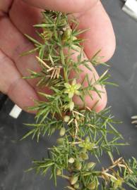Fotografia da espécie Asparagus aphyllus