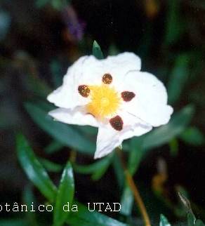 Fotografia 3 da espécie Cistus ladanifer subesp. ladanifer no Jardim Botânico UTAD