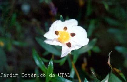 Fotografia da espécie Cistus ladanifer subesp. ladanifer