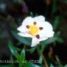 Fotografia 3 da espécie Cistus ladanifer subesp. ladanifer do Jardim Botânico UTAD