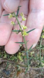 Fotografia da espécie Asparagus aphyllus