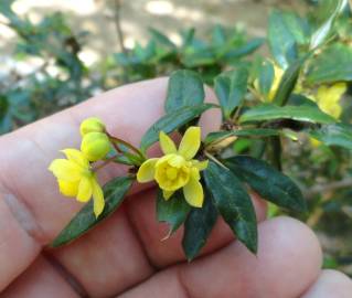 Fotografia da espécie Berberis darwinii