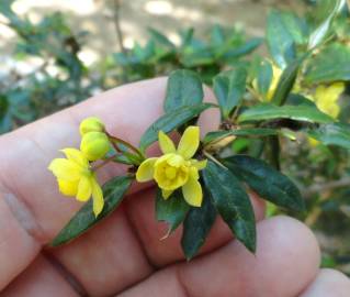 Fotografia da espécie Berberis darwinii