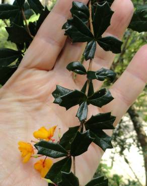 Fotografia 7 da espécie Berberis darwinii no Jardim Botânico UTAD