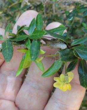 Fotografia 8 da espécie Berberis darwinii no Jardim Botânico UTAD