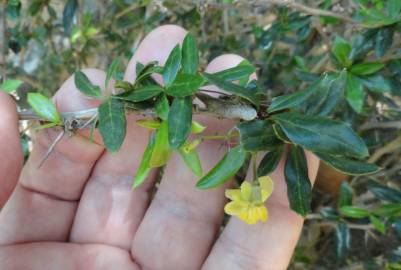 Fotografia da espécie Berberis darwinii