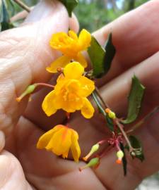 Fotografia da espécie Berberis darwinii