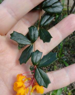 Fotografia 11 da espécie Berberis darwinii no Jardim Botânico UTAD