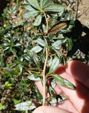 Fotografia 12 da espécie Berberis darwinii no Jardim Botânico UTAD